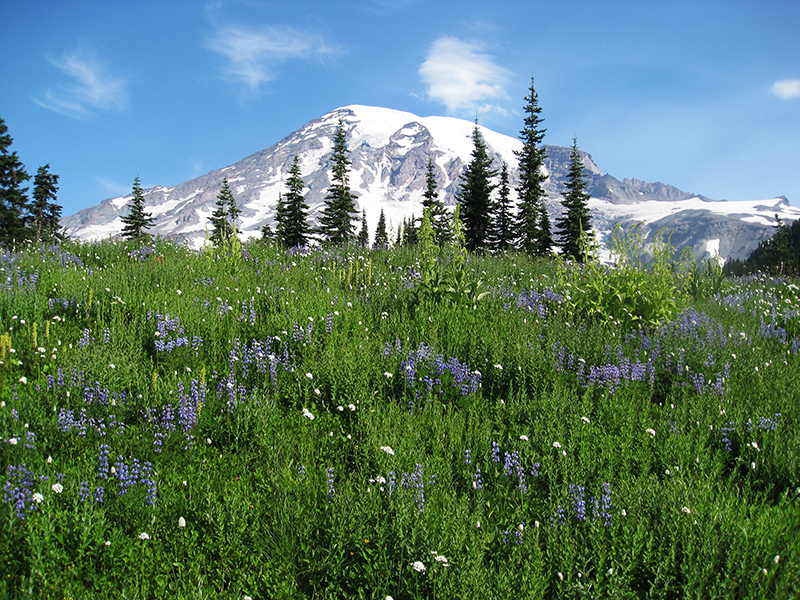A snow-capped mountain peak as seen across a field of lupine and evergreen